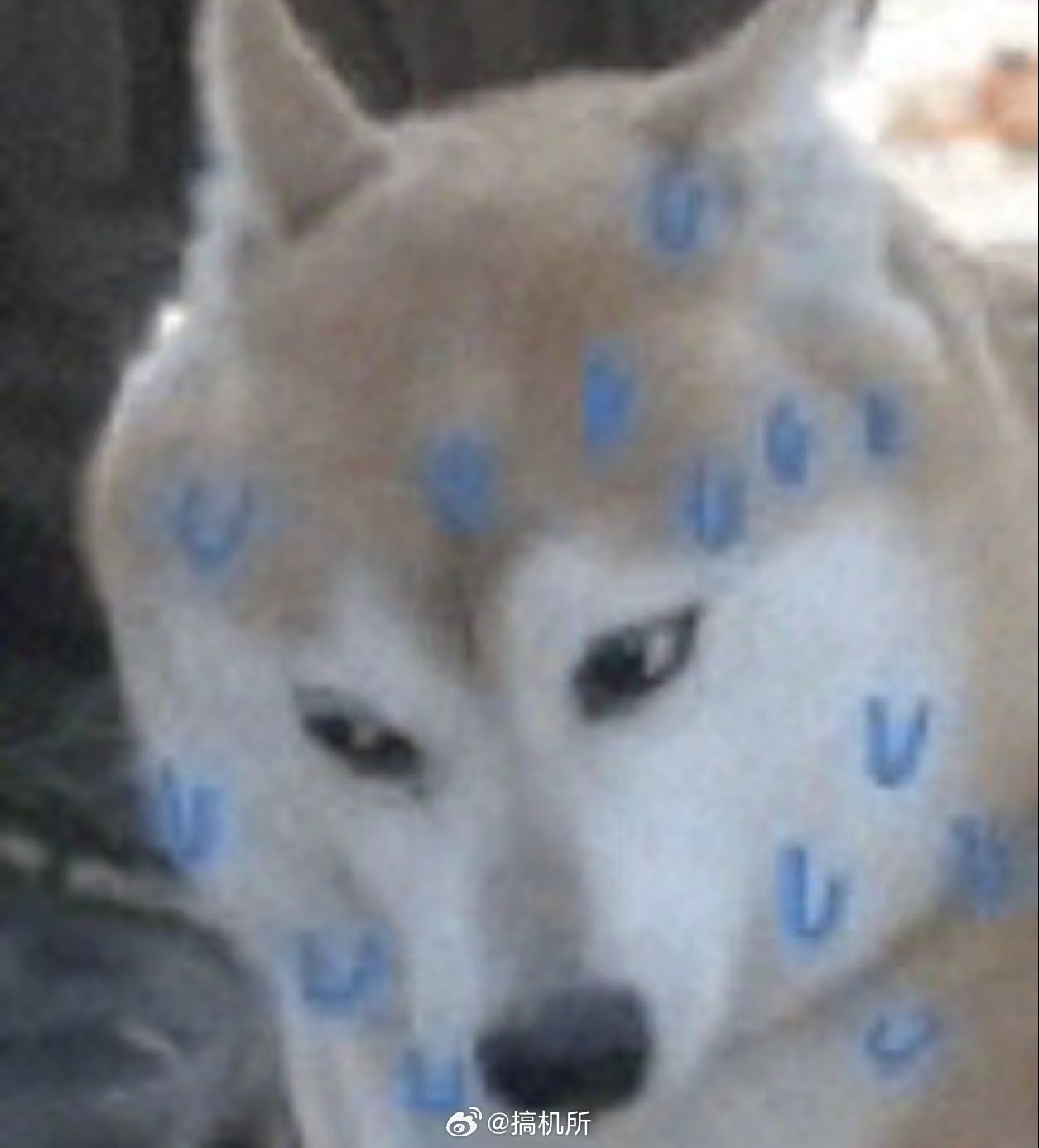 当你吃了一整天健康食物过年的时候连续吃了好几天健康的食物，感觉浑身不得劲