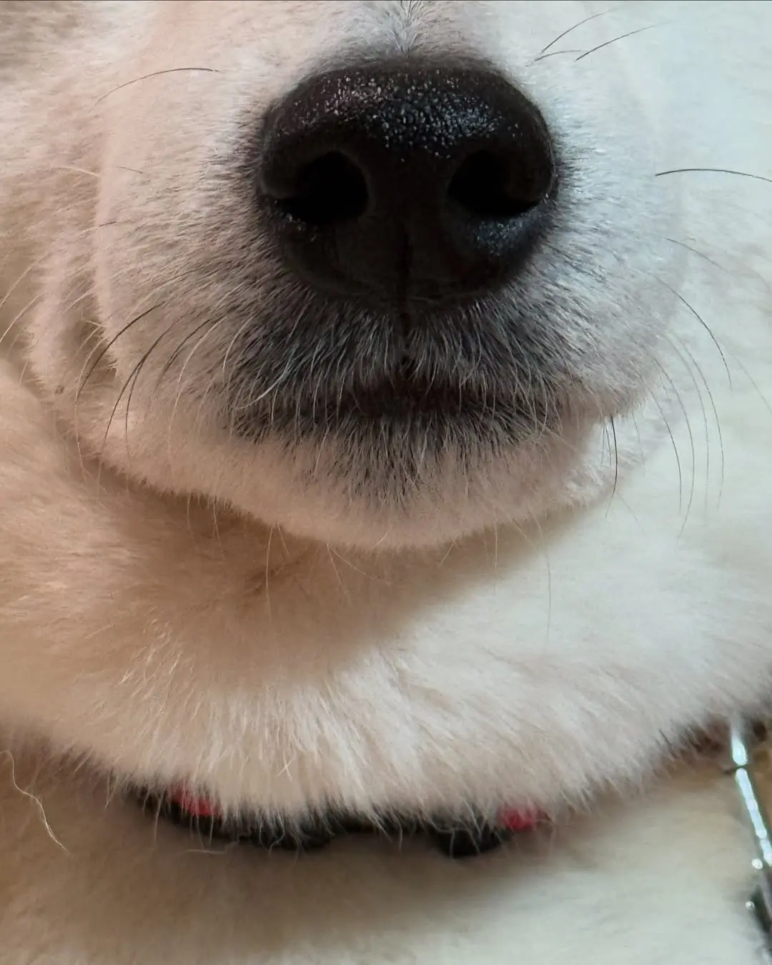 犟种