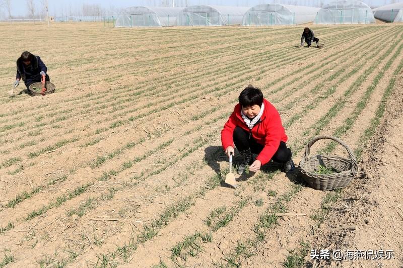河南惊现“黑金土”，好粮为何卖不上价？
咱们自家后院的“顶级货”，凭什么成了外人