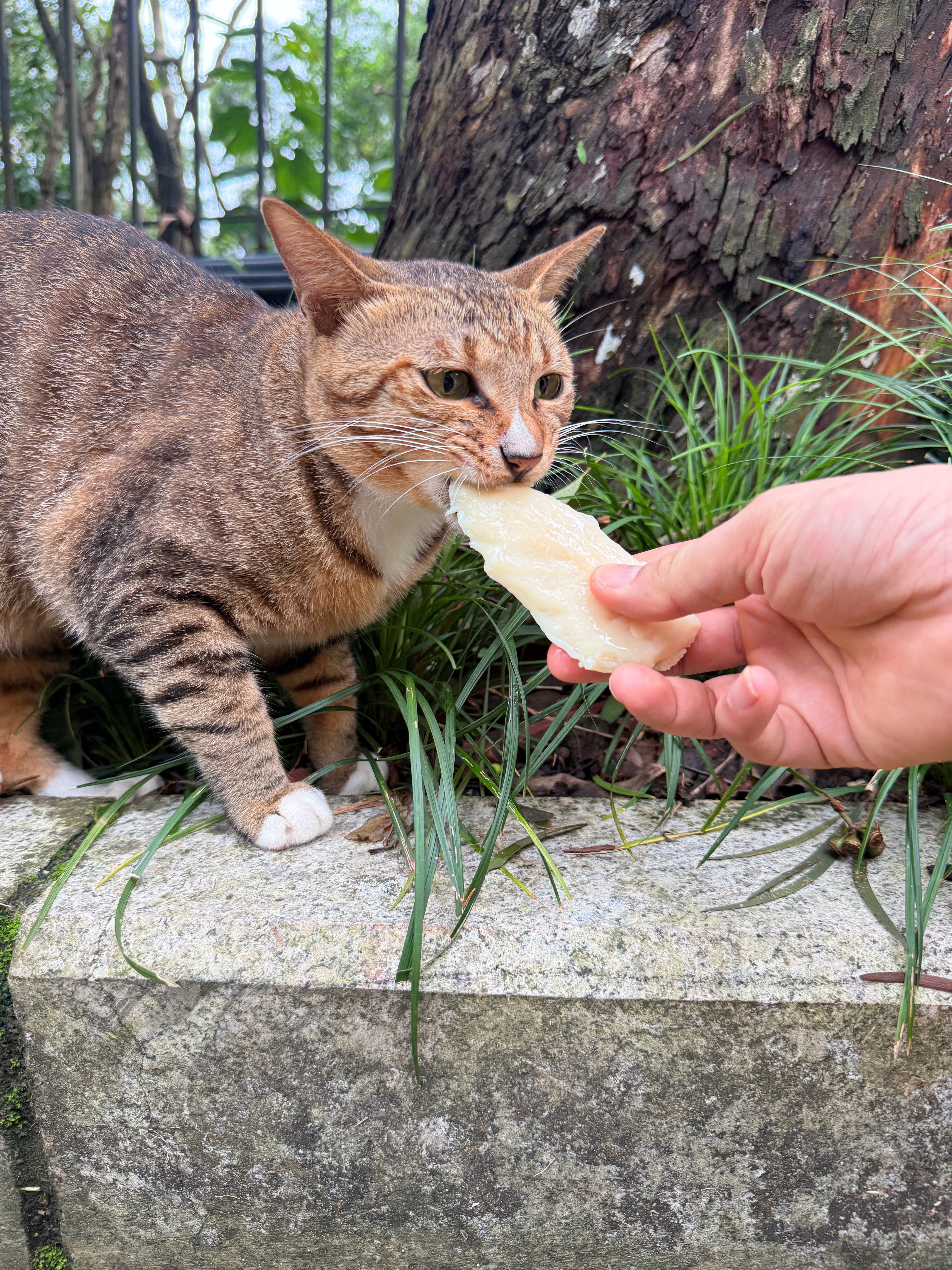 请你吃鸡胸肉流浪猫 深圳