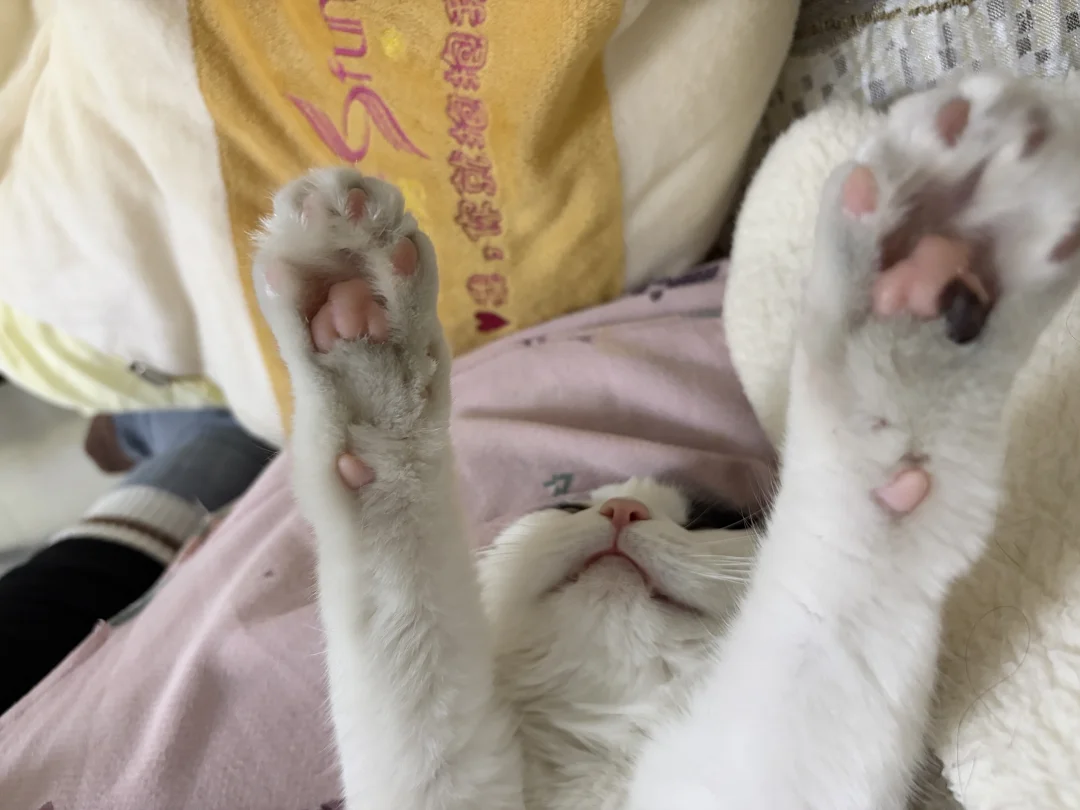 如果生活将你打倒就吃个粉脚脚