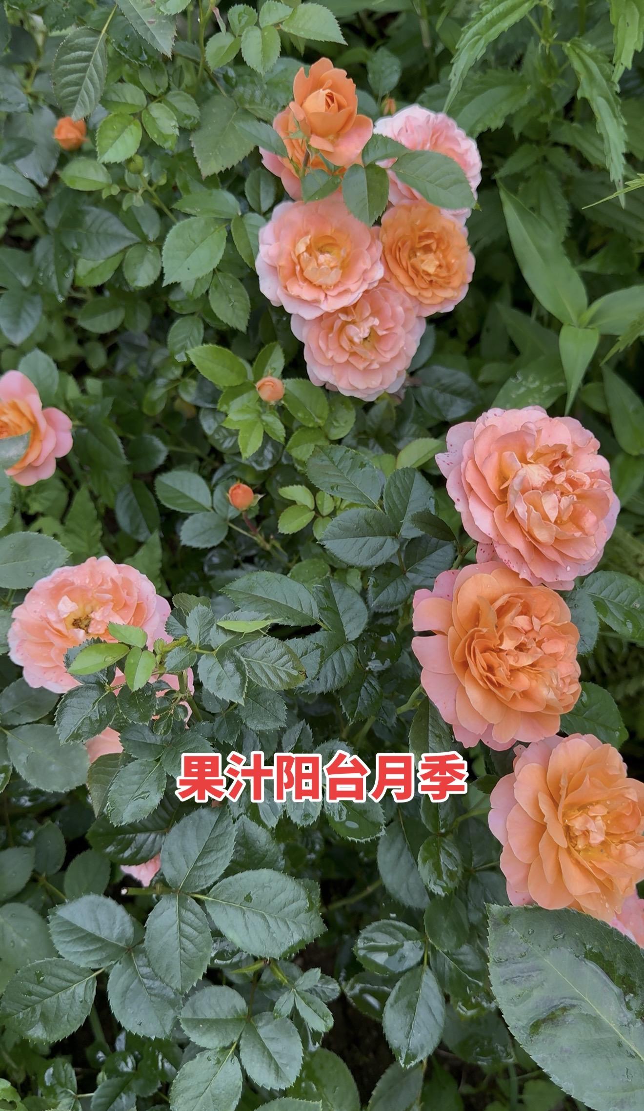 我的热情永远存在