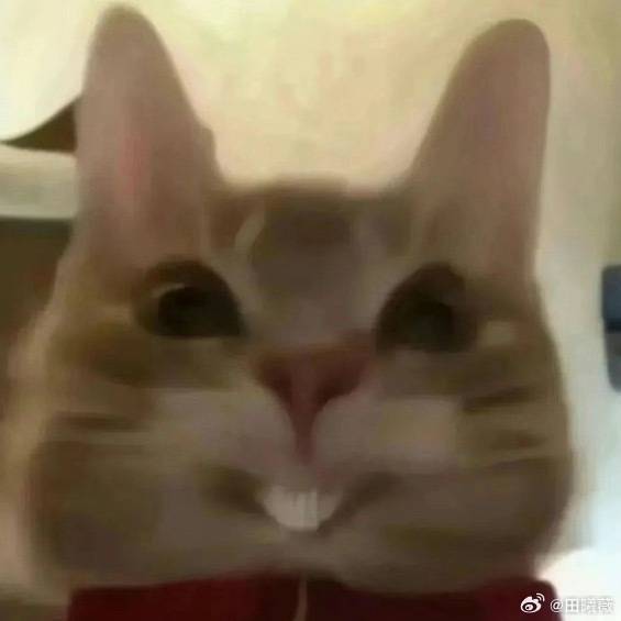 田曦薇又发了小猫表情包田曦薇到底有多少小猫表情包 嘻嘻哈哈哈哈 