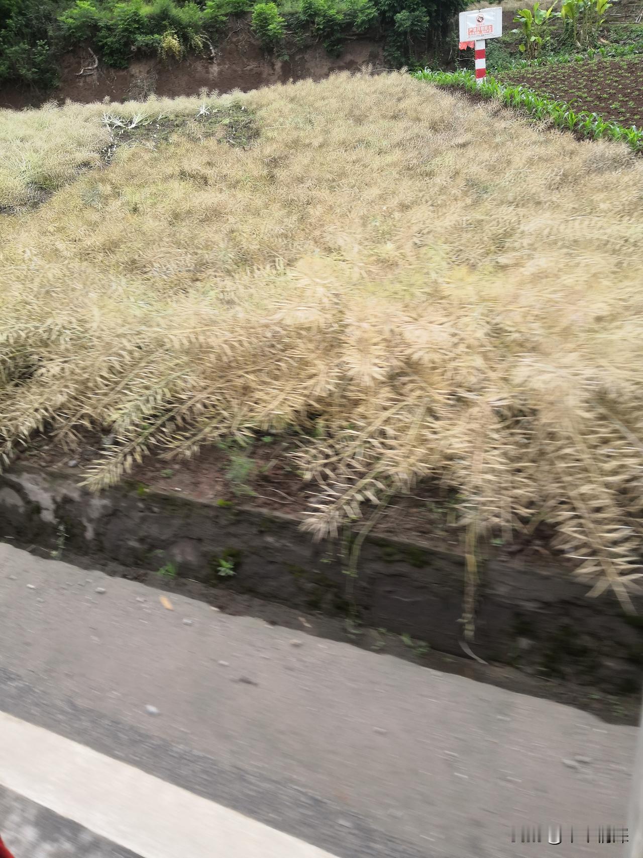 榨菜籽油剩下的饼渣可以用来种菜吗油菜炸油以后，他的油菜菇也就是油菜渣，可以拿来做