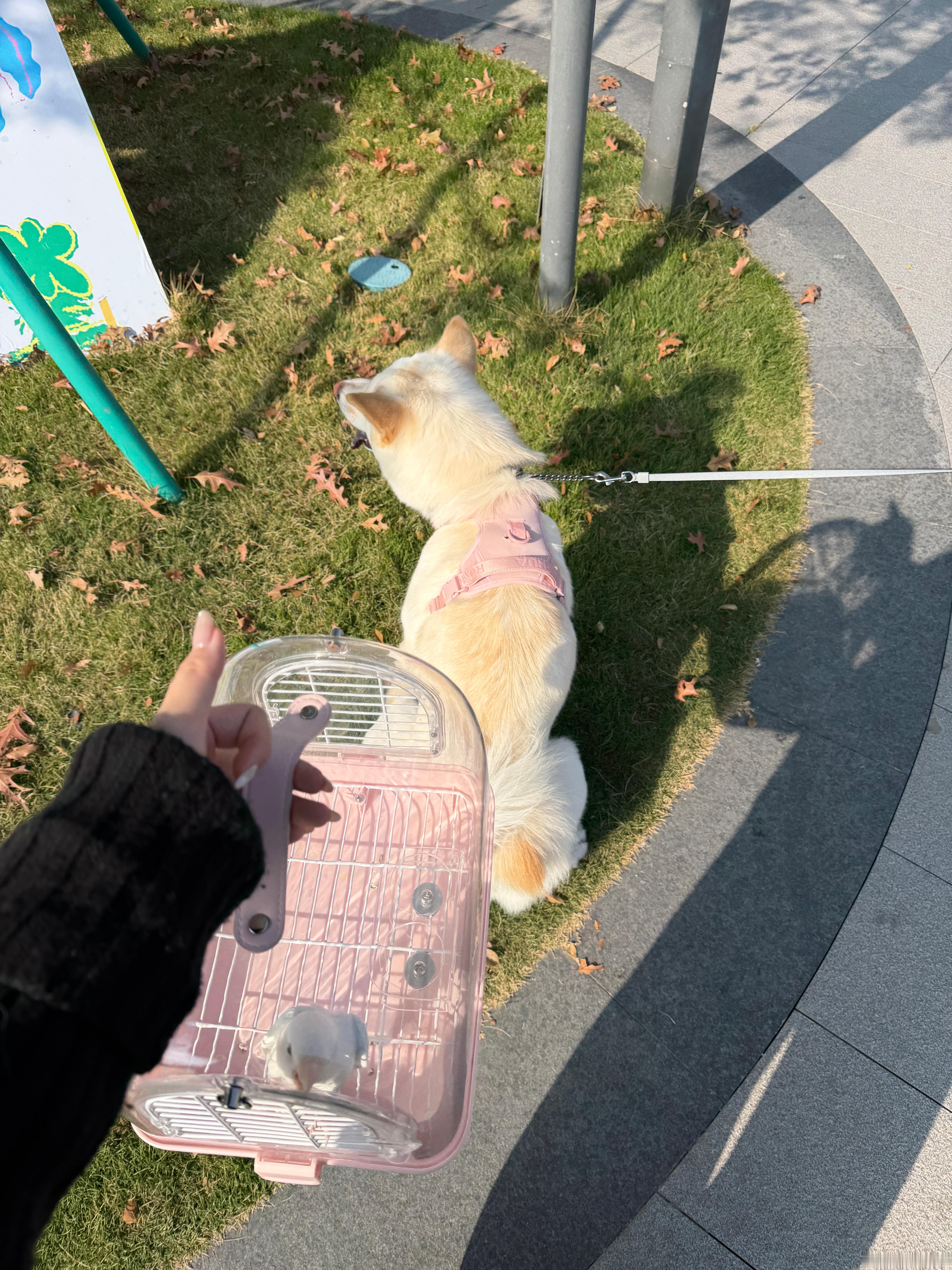 今天两个一起遛！ 