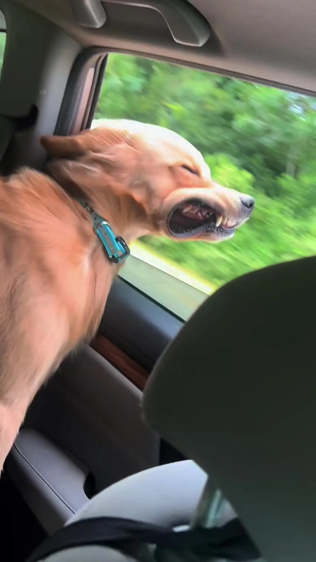 🐶：那天主人说带我去兜风，吃好的 结果吃了一肚子西北风