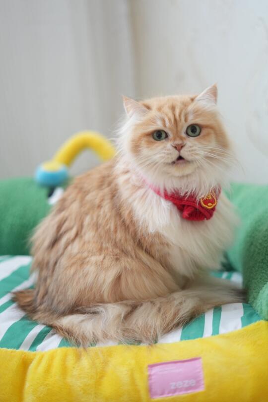 小猫咪也是需要打扮的