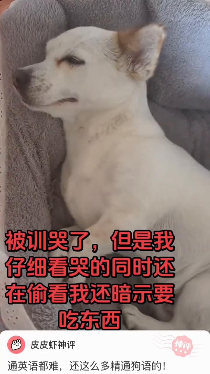 皮皮虾神评。
通英语都难，还这么多精通狗语的！被训哭了，但是我仔细看哭的同时还。