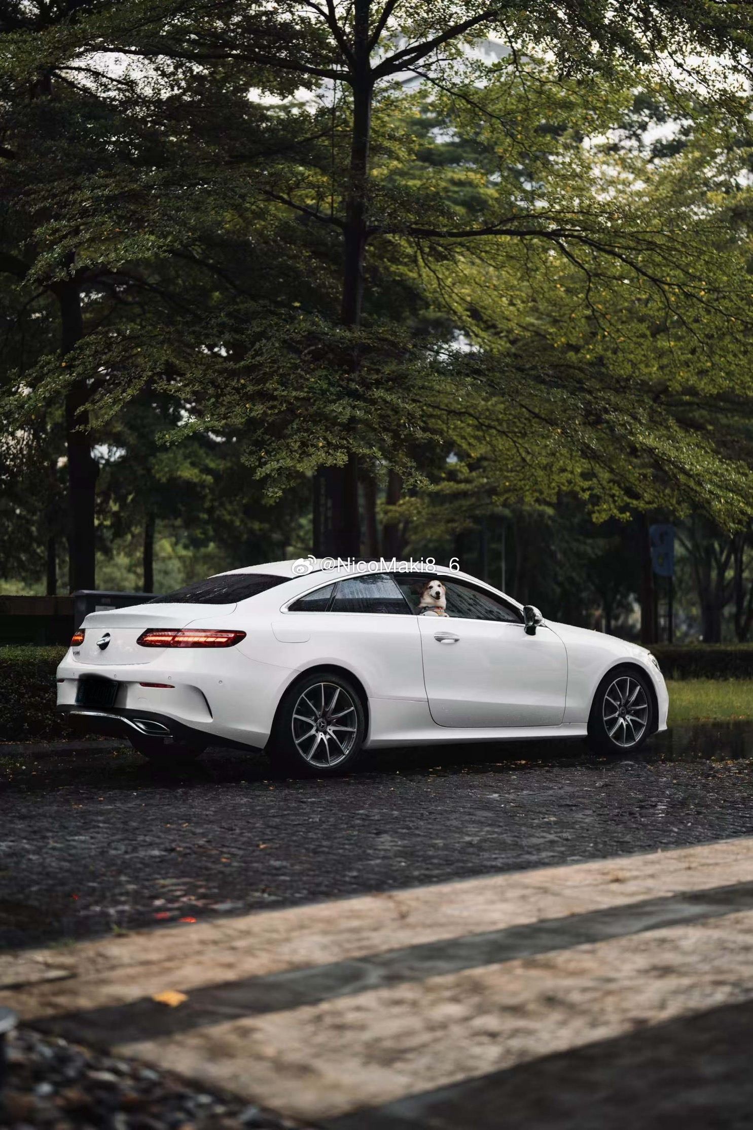 上帝不让狗狗说话 是为了让我们明白 爱与忠诚要靠的行动来表达✨  ​​​