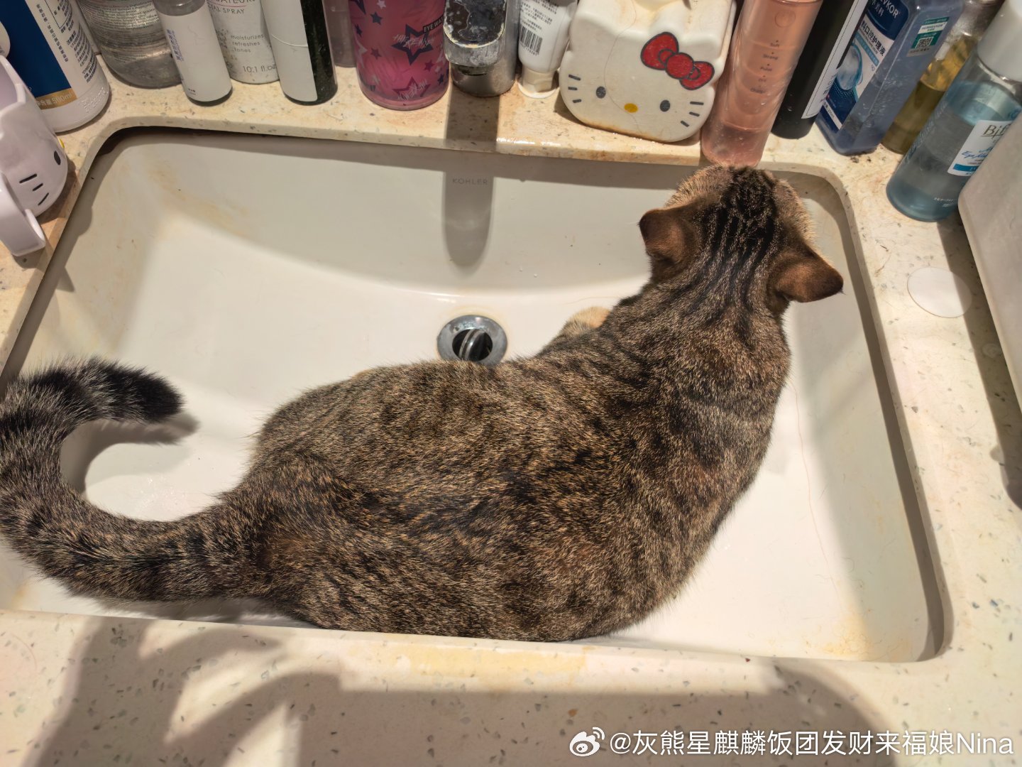 躺着玩水妮娜一家来福是只小狸花萌宠的日常
