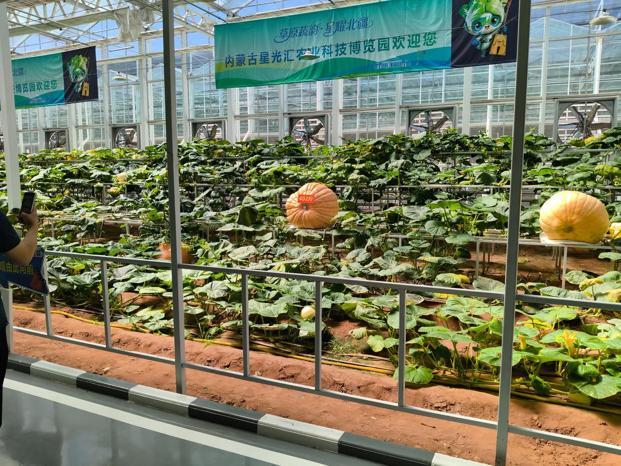 又到周末，得回家收菜。以前种菜是种的个"有″，全家夏天有菜吃，冬天有储备，一年有