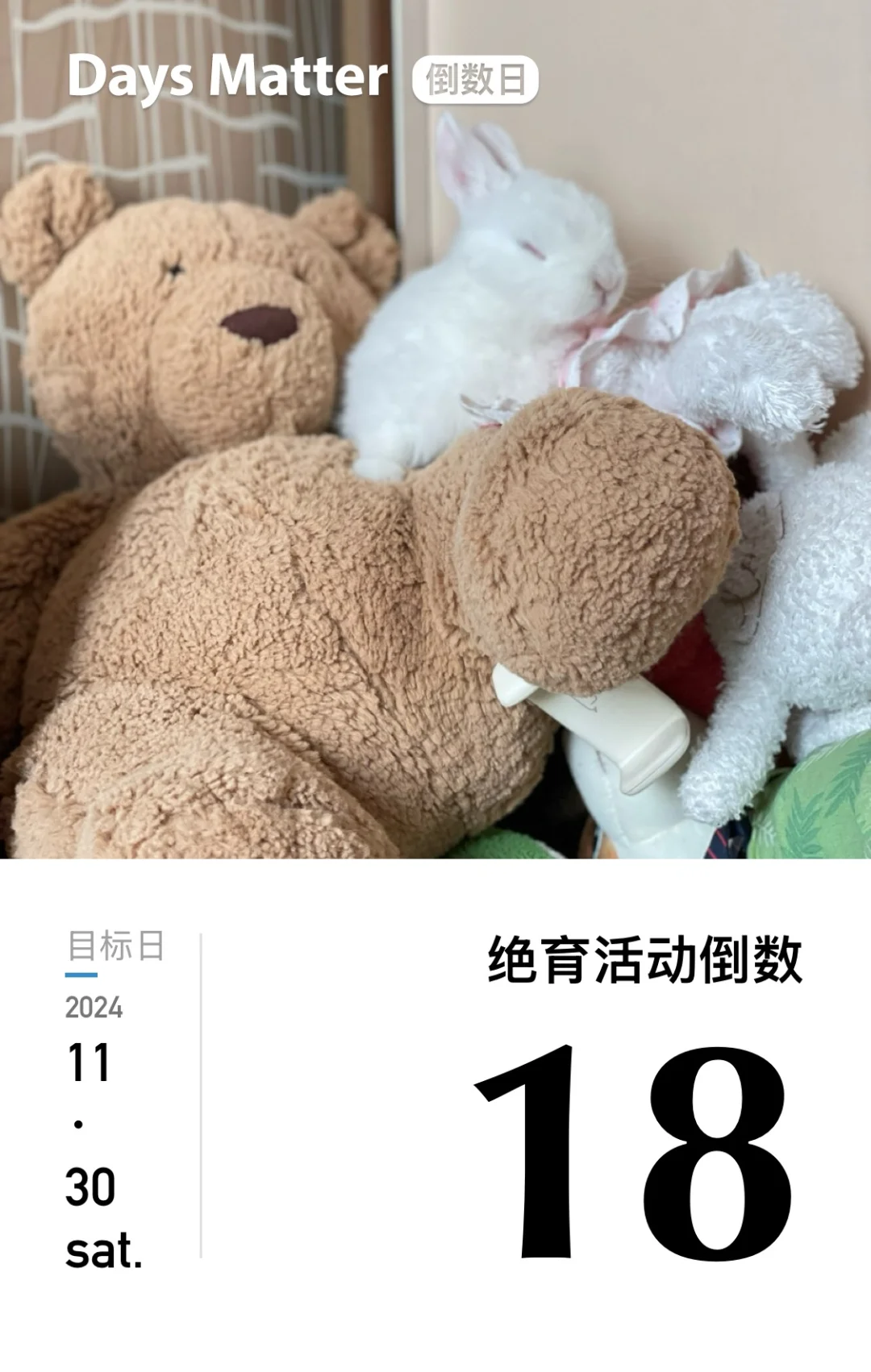 兔子绝育