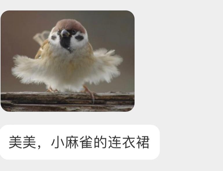 小麻雀好可爱玛丽莲梦雀[开学季] ​​​