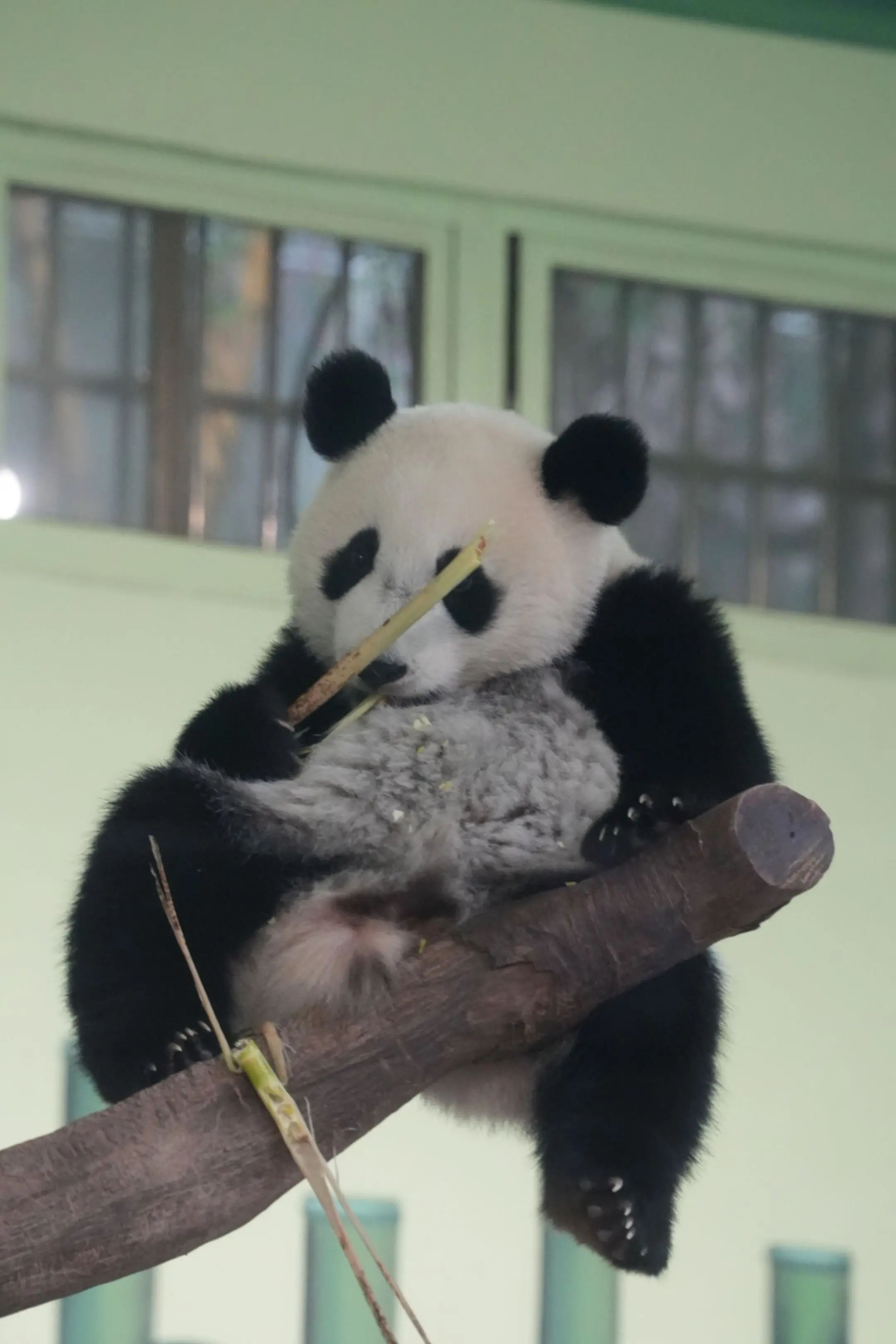 妹猪:帮我拆左个玻璃！