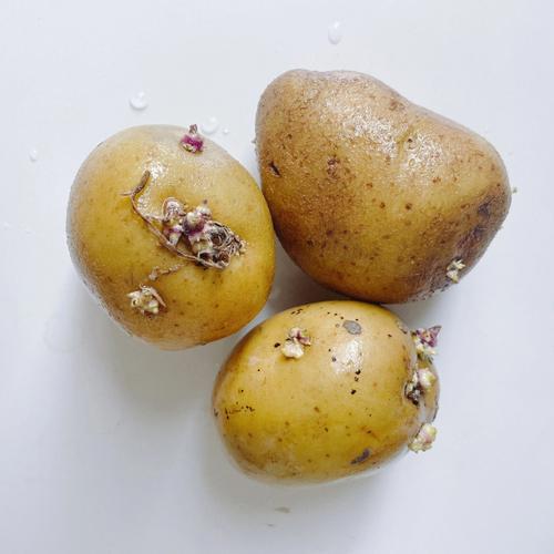 土豆发芽说有毒是真的吗土豆是每个家庭都喜欢吃的蔬菜，也常常因为其发芽后到底能不能
