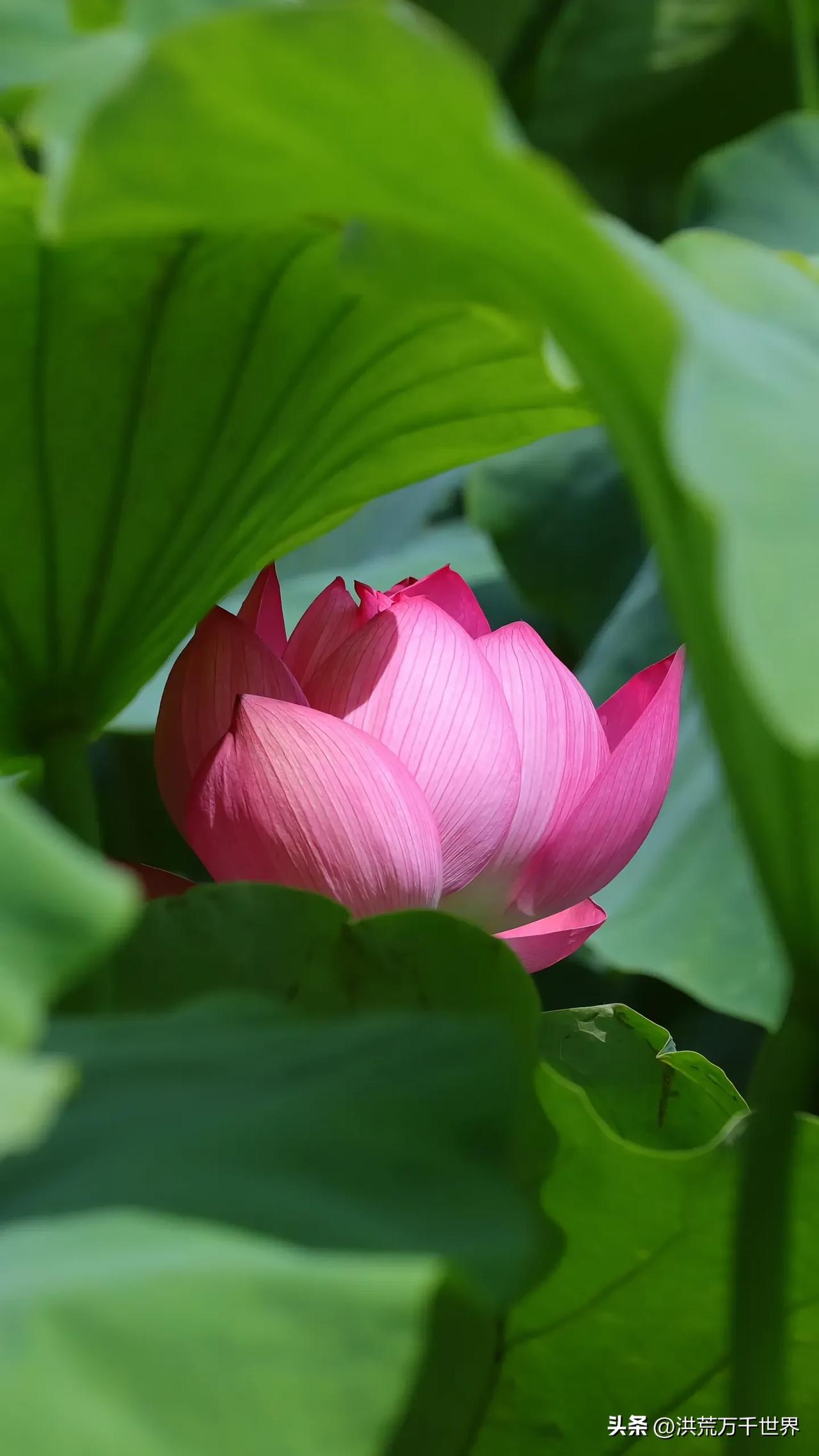 夏日的荷花红艳艳，莲花朵朵好运连连#随拍荷花的美# #手机随拍一片荷# #绝美荷