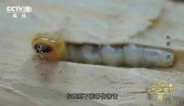 广西阳朔凤楼村的古榕树，都1500岁了还能枝繁叶茂！树冠铺开有1706.7平方米