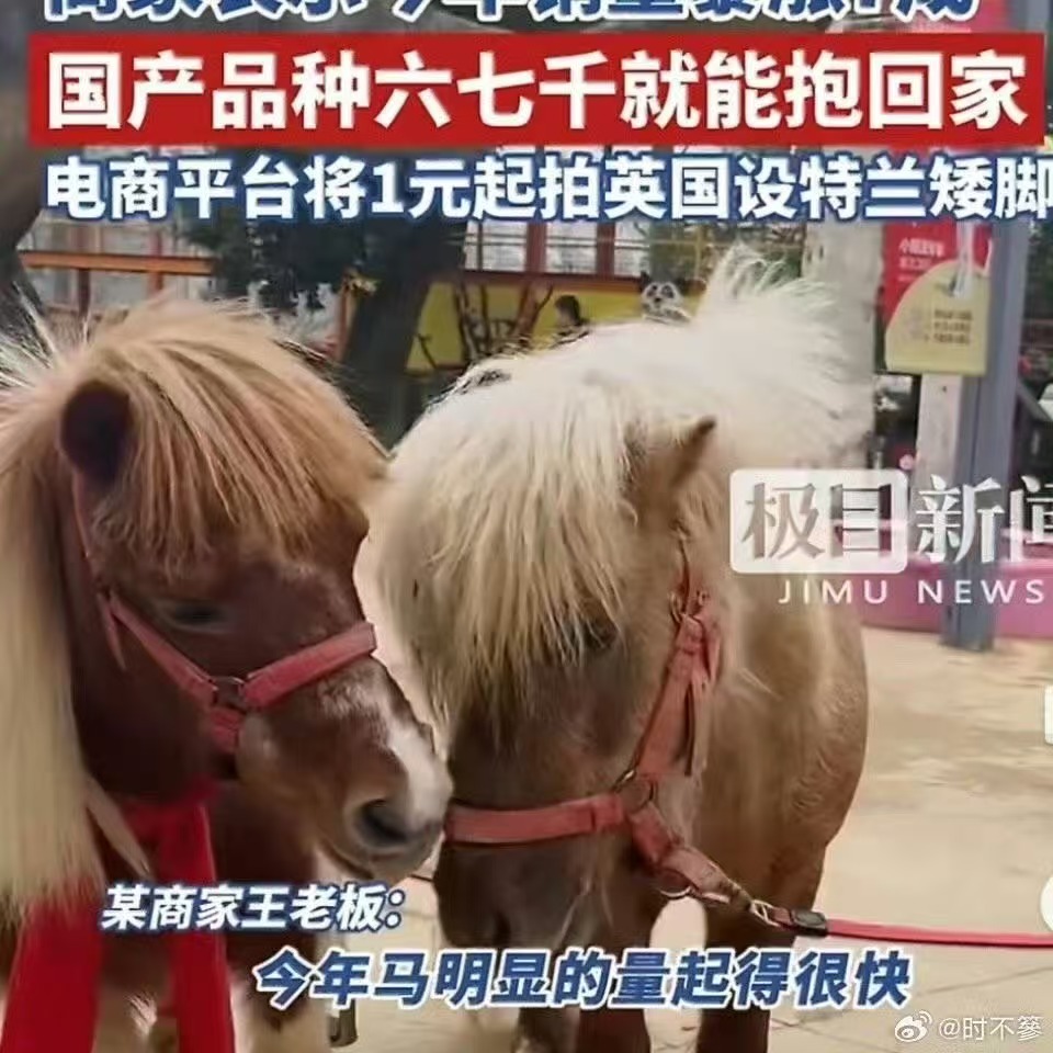 不用豪宅也能养！矮脚马不挑环境、喂养省心，马年销量大涨7成，日均花费两三块，把童
