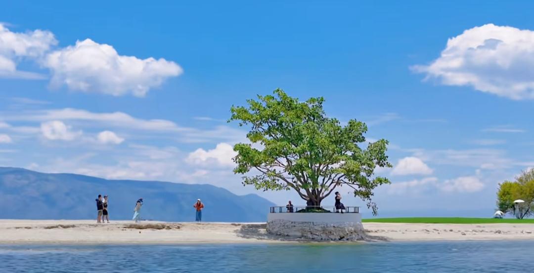 在大理的这棵树下，等风来，也等心宽!