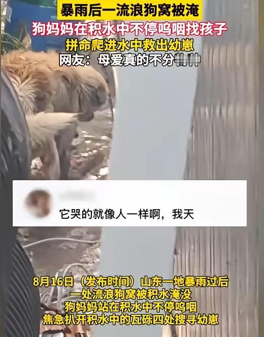 它不会开口说话，可藏在行动里的母爱，足够戳动人心。
         山东大雨过