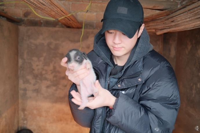 陈少熙的宁乡花猪记  陈少熙晒宁乡花猪 陈少熙精心打造的宁乡花猪记亮相，附赠的宁