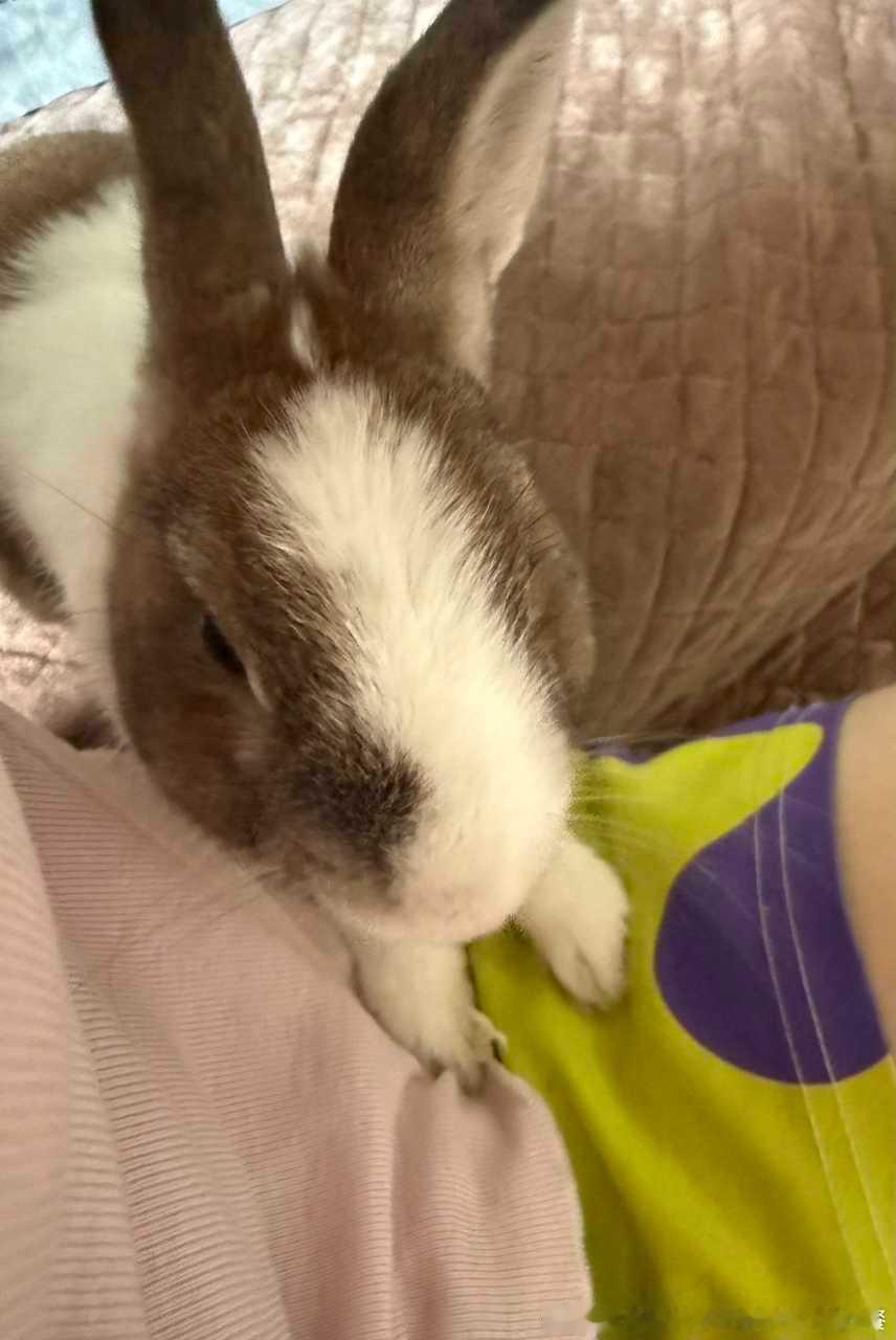 14196🐇【小爪爪陷进人的衣服里】