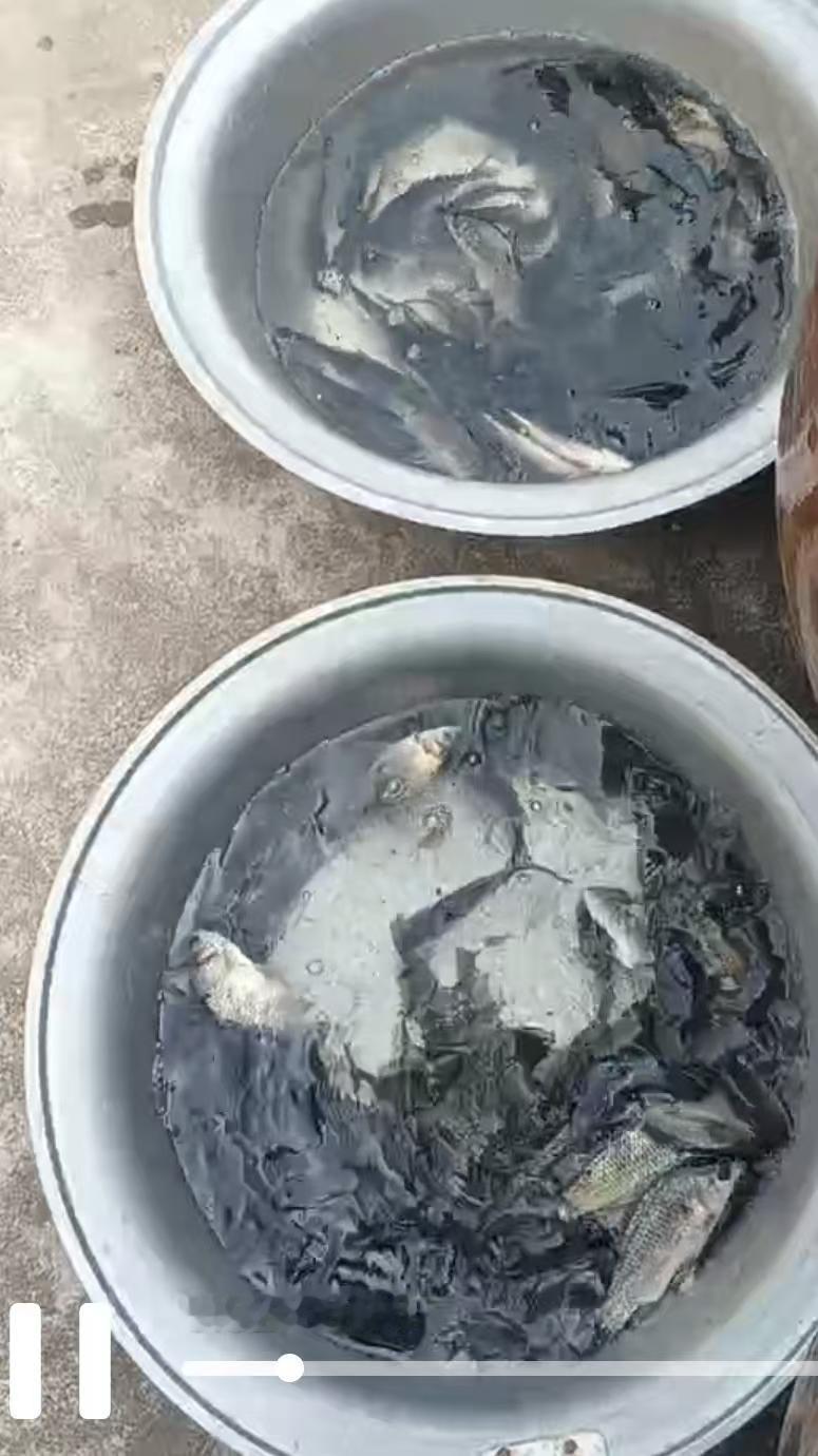 早上看到一条评论，问小猫的情况，好像前一阵也有人问过。当时忙别的了，现在想回复又