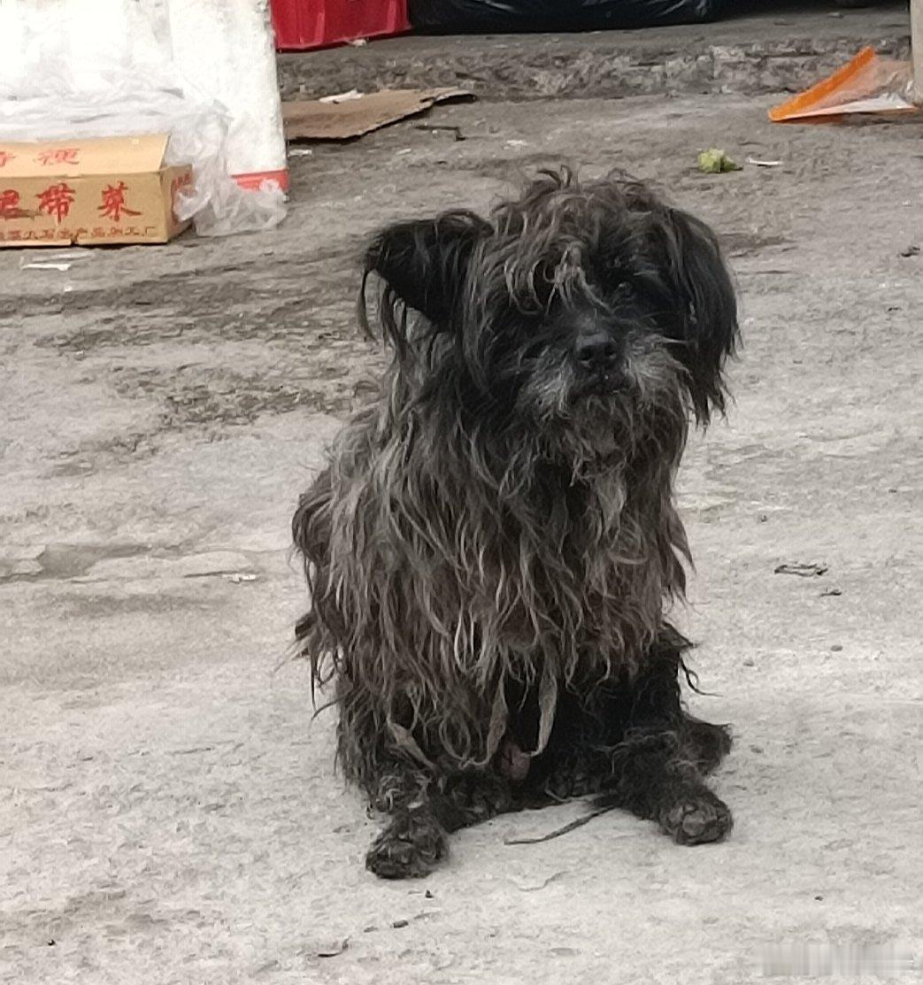 拍到一只平生仅见的脏狗狗，不知道它本来应该是啥颜色。 