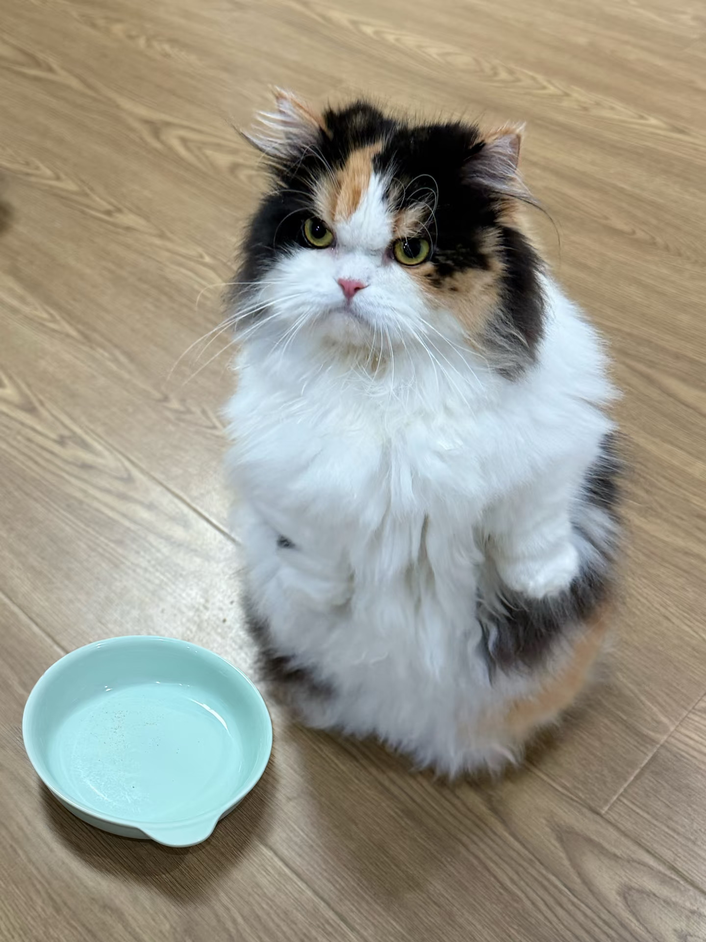 🐱：非要我满眼失望的看着你吗