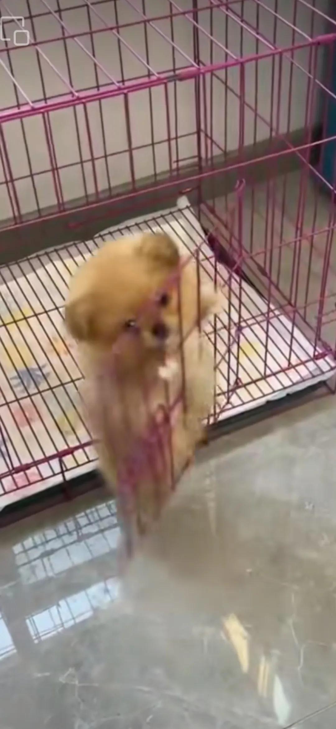 家里多了个小可爱