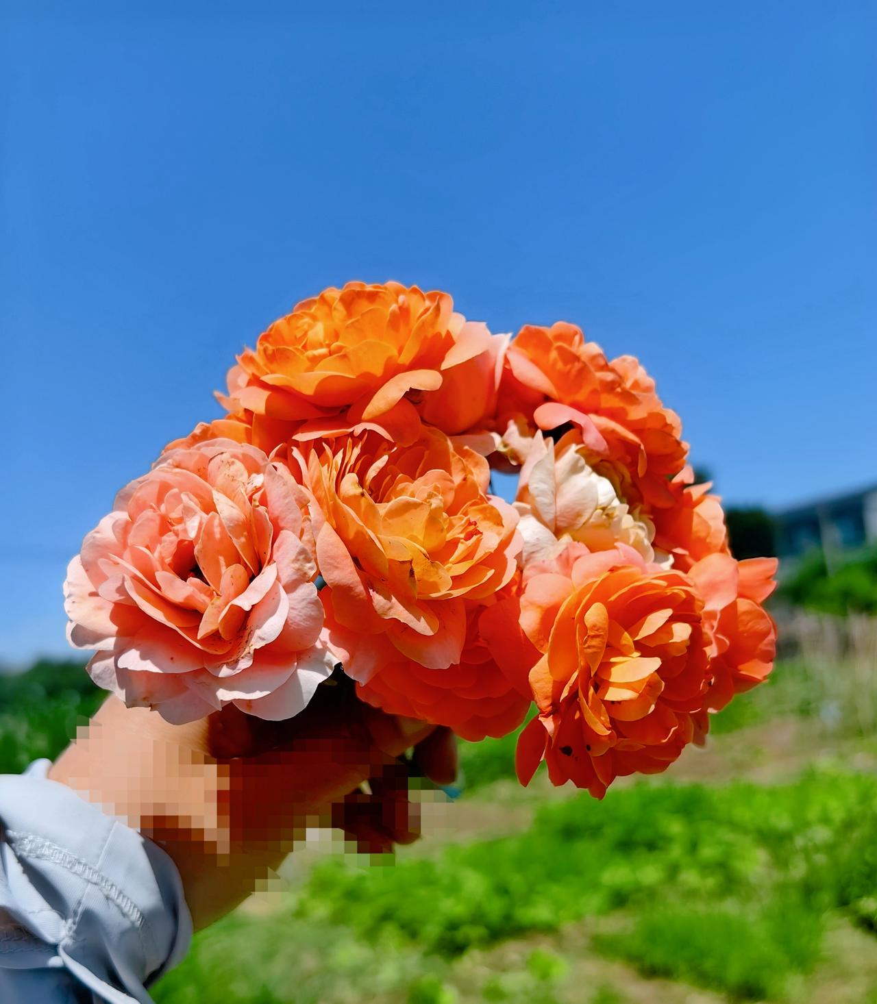 菜地种花，我竟然实现了切花自由[强]

去年幻想着今后每天都能采花装饰餐桌，今年