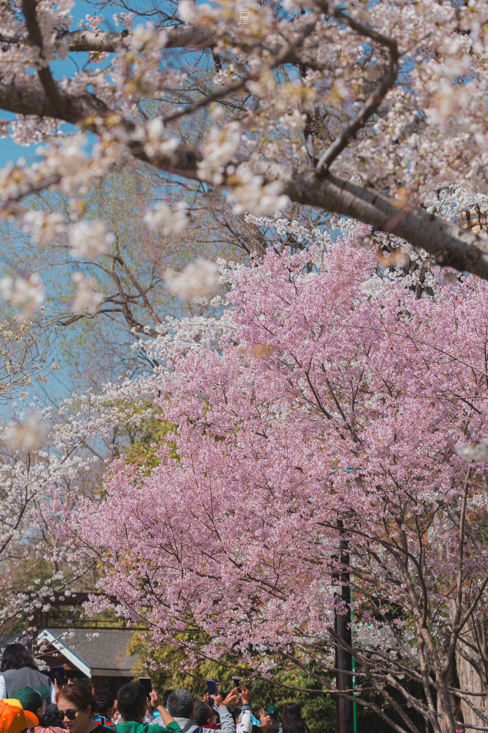 【北京玉渊潭】花了很多时间在闻花香上       🌸🍃 ​​​摄影 ​​​