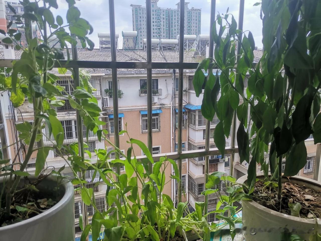白养了，留之无用，弃之可惜。
窗台上种了三盆菜。
蕃茄花都没开一朵，辣椒开花不结
