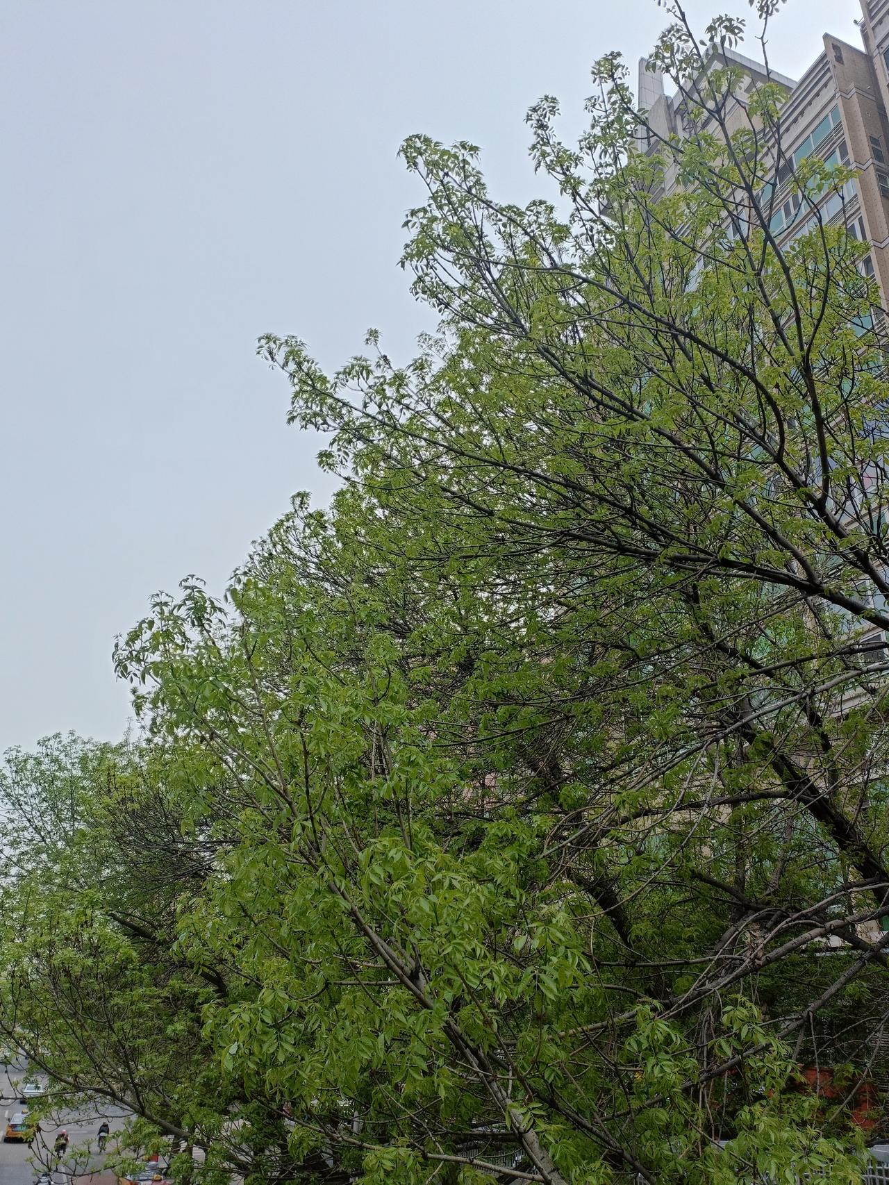 晒图笔记大赛 今天必须来晒晒老屋后那棵高耸入云的青桐树。它树干笔直，树皮是独特的