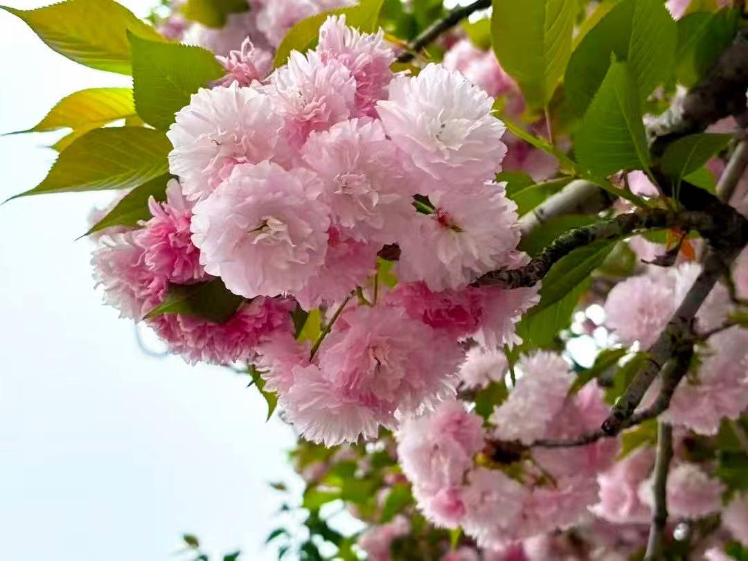 春天的桃园，宛如大自然馈赠给我们的一份珍贵礼物。置身于这弥漫着春意的桃园天地，尽