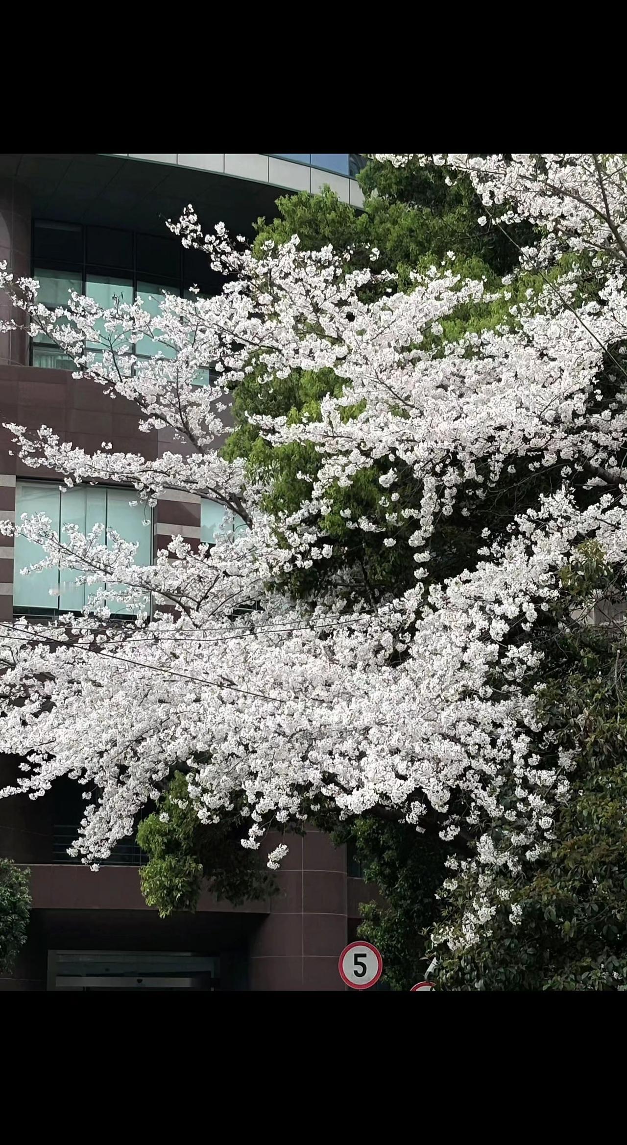 🌸春樱撞进钢筋森林，白浪翻涌成流动的云☁️。时光在此慢镜头，每瓣都是偷来的温柔