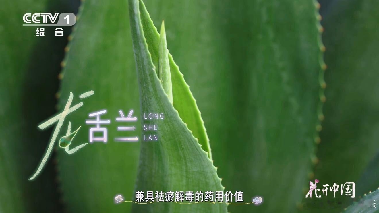 原来这不是芦荟啊 龙舌兰一生只开一次花 难以置信！龙舌兰用数十年积蓄力量，只为一