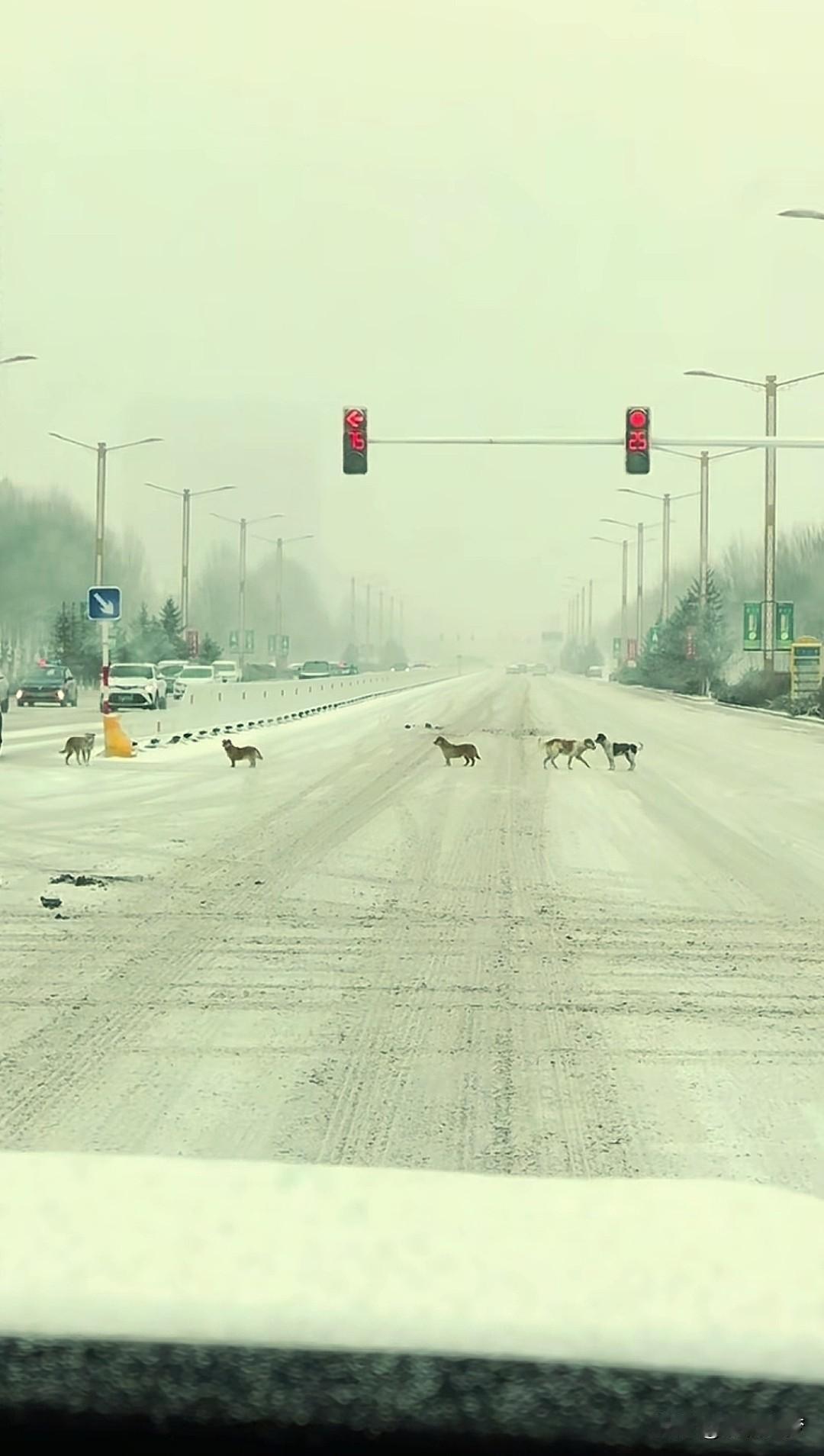 “太有灵性了！”内蒙 古，一女子雪天开车，等待红绿灯时偶遇暖心一幕：一排狗狗整齐