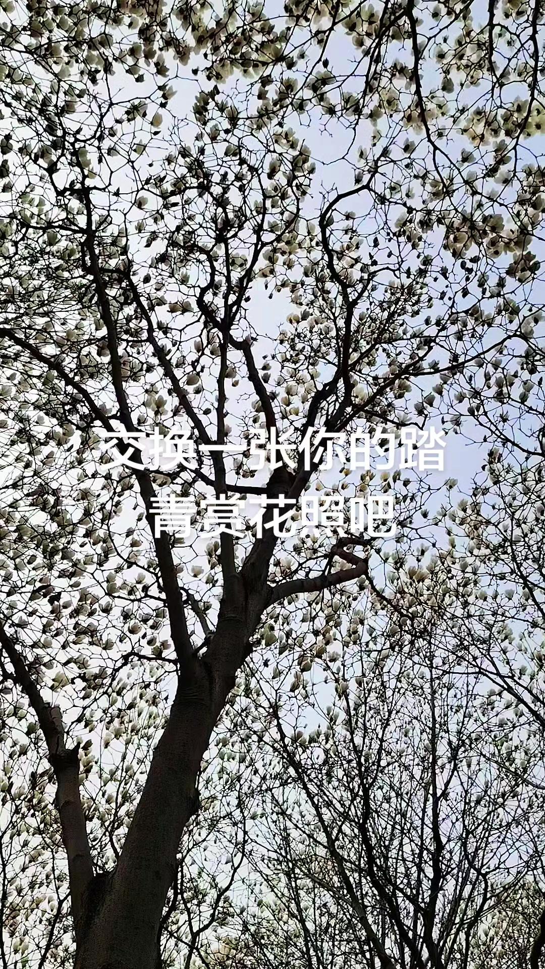 春风拂过的瞬间，树枝新绿萌发，不知名的繁花缀满枝头，像打翻的调色盘落在树梢。抬头