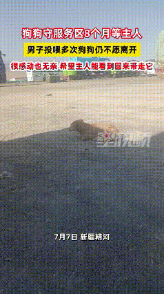 你养狗一时，狗念你一生！

养过狗的都懂，那小家伙认定你了，就像刻进骨子里的执念