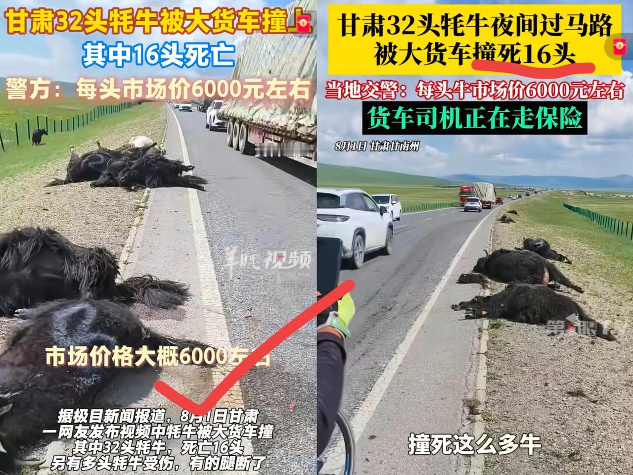 发现了吗？
甘南发生了件新鲜事儿，
大货车撞死16头牦牛，结果货车司机没慌，养殖