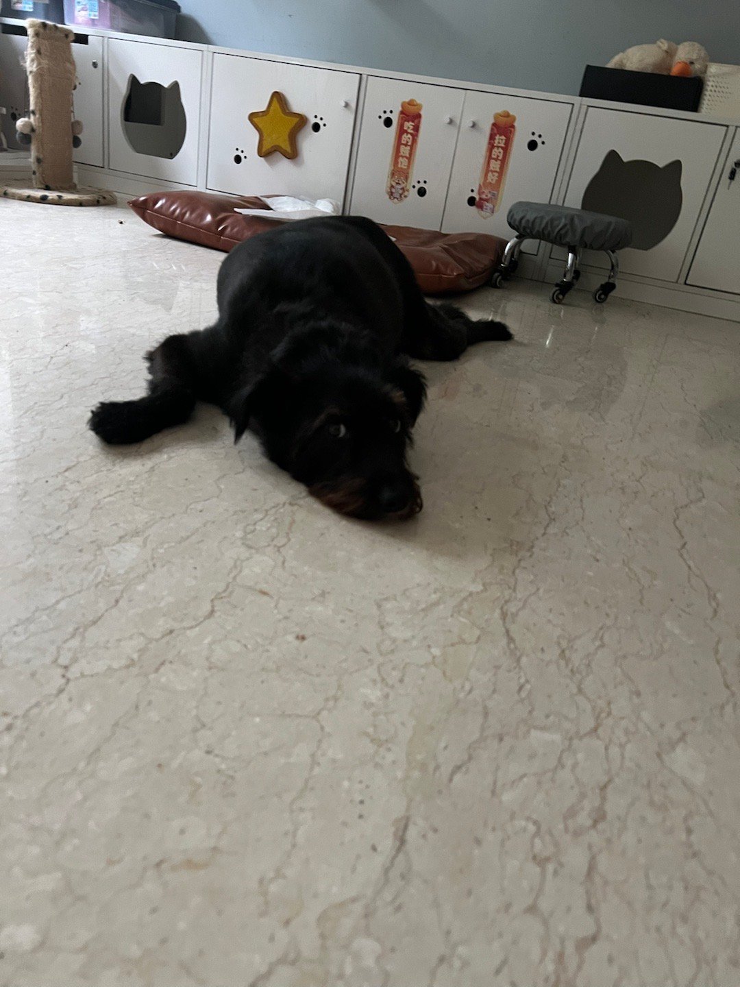 台风天 小狗不能晒太阳只能淋雨 