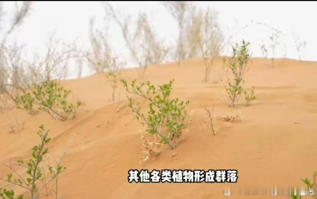 谁不为这片从沙漠里“长”出来的绿感动？被中国人的沙漠植树奇迹震撼了 一镐一铲、一
