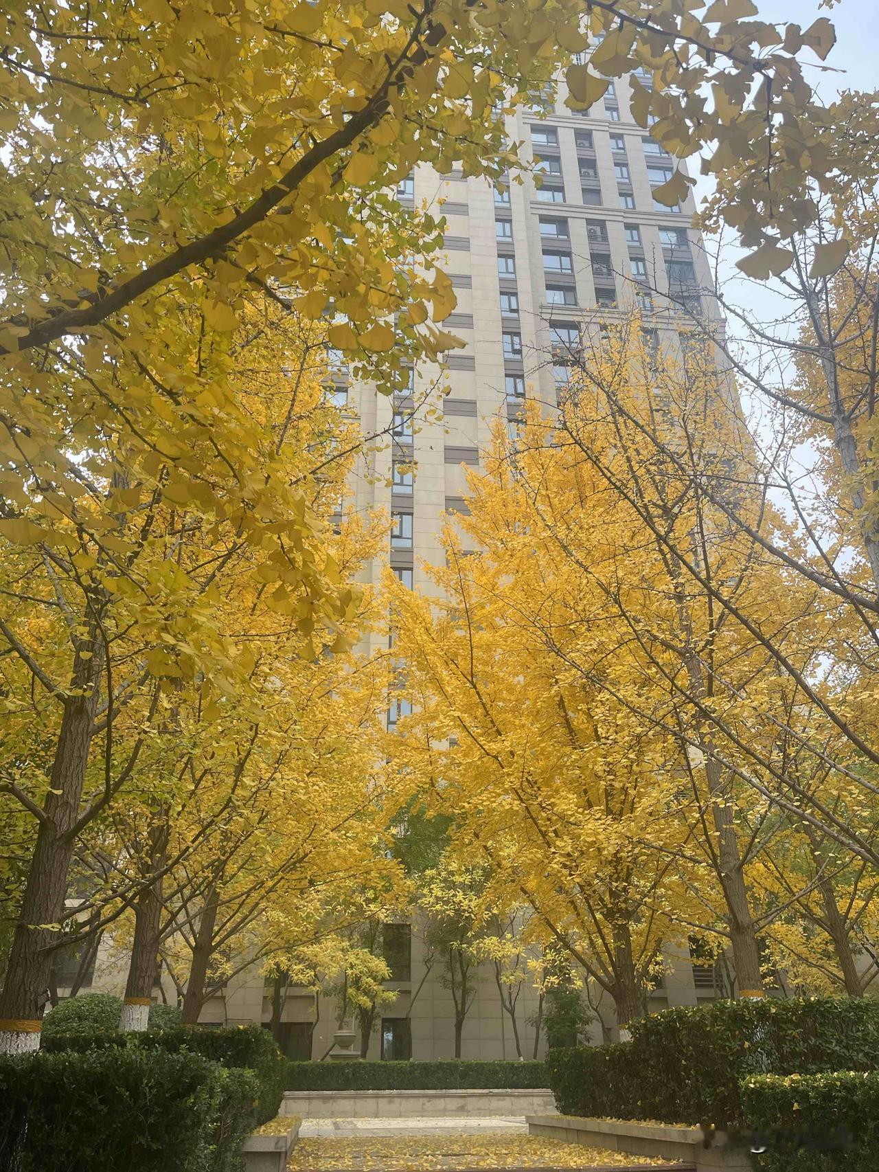 分享我这周有趣的事：周日庭院里的暖心小插曲🏸

今天阳光正好，和孩子在院里打羽