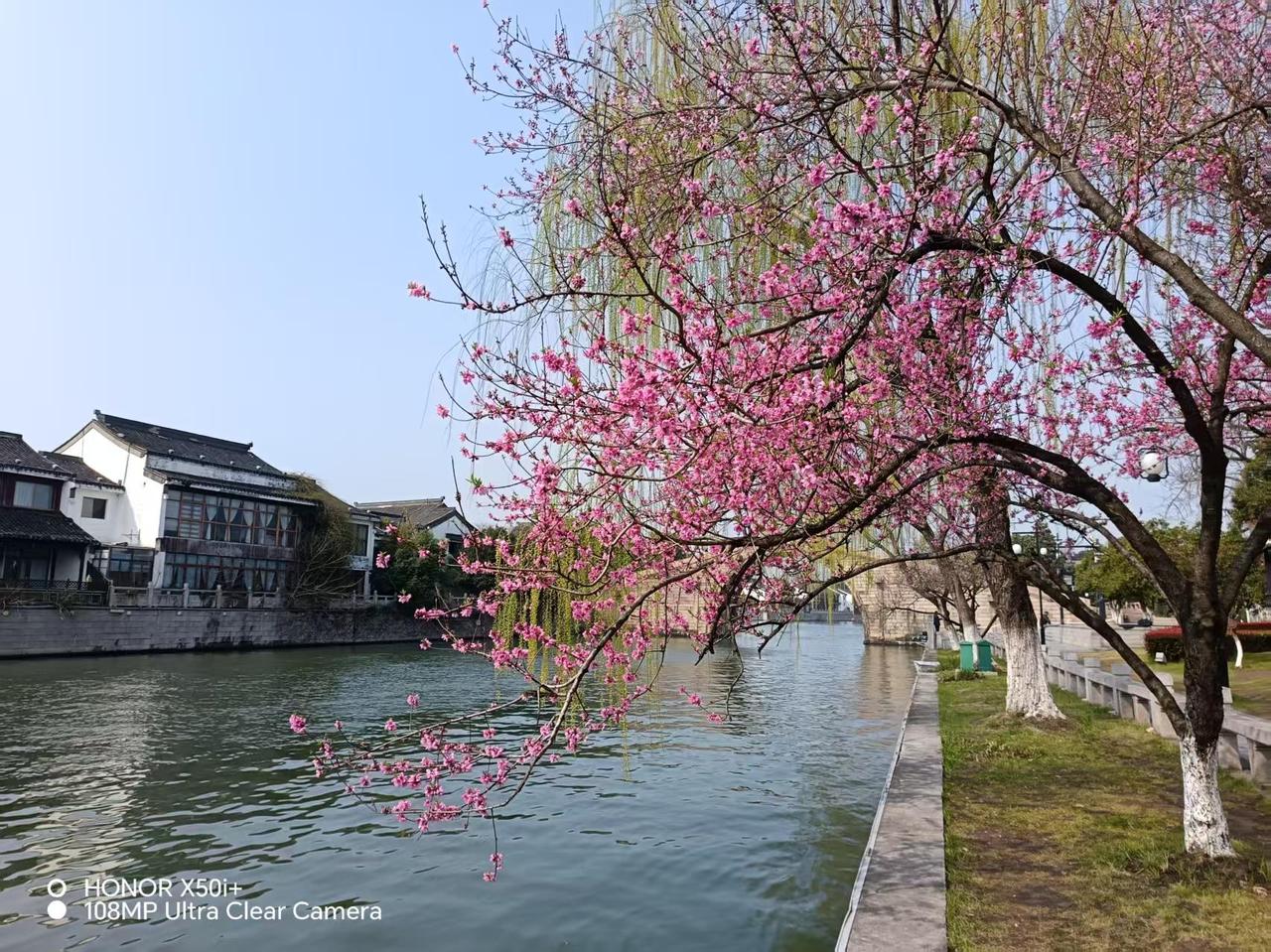 分享一张随手拍的花。苏州吴门桥河边的一棵桃树开花了，后面有柳树，隐约见到桥洞。
