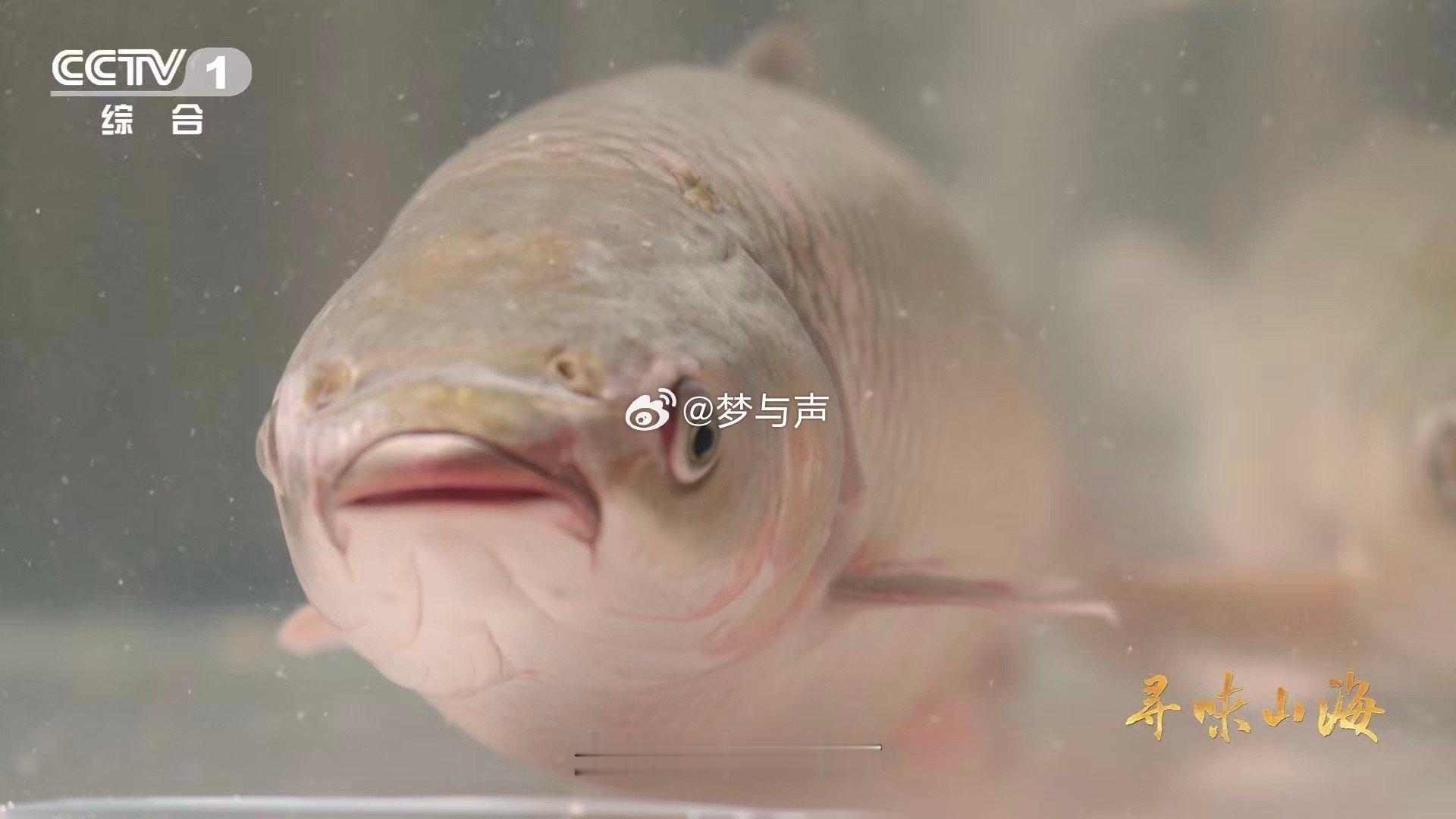 吃120天蚕豆后鱼变脆了这种草鱼吃着好脆 发酵蚕豆喂养，恒温水温催化。普通草鱼经