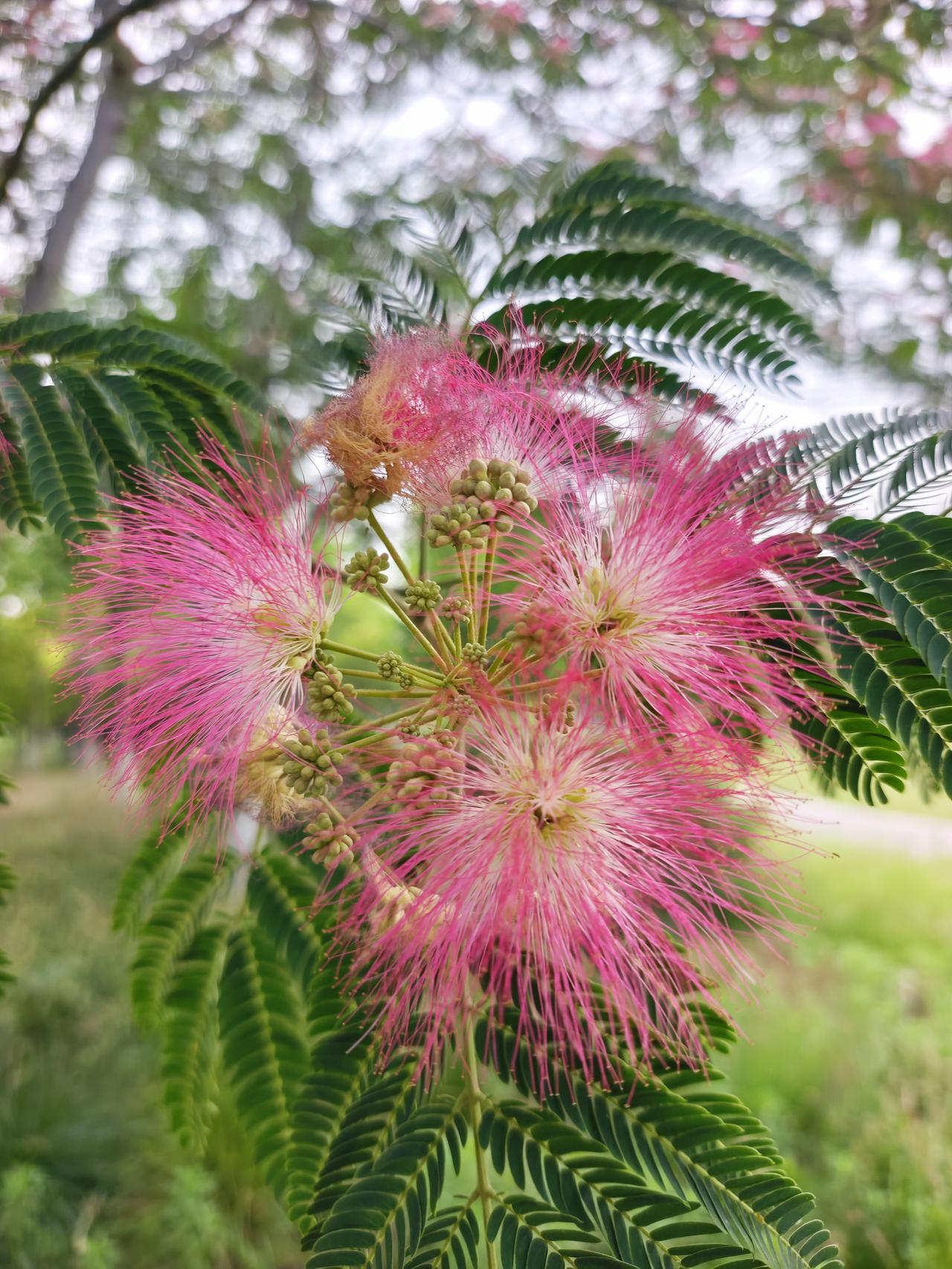 来一组花证明花开正艳合欢花合欢花香氛