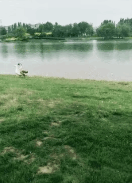 知道那个大天鹅为什么会这么暴躁吗？因为人家单身啊，你们在秀恩爱，它能不生气吗？