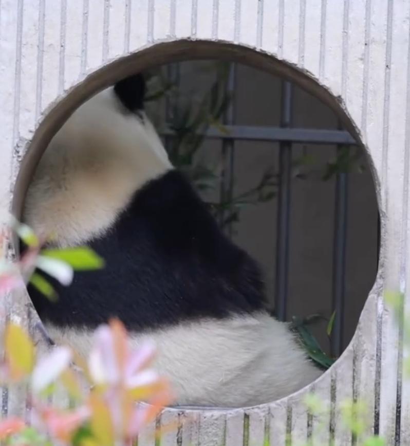 福宝完全就是从童话绘本里蹦出来的小可爱，氛围感直接拉满。
安安静静趴在那里，毛发