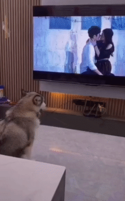 狗：我什么都没看到
#一只狗能有多怂# #傻狗的日常不知#